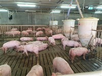 監院糾正畜殖場廢棄物案　台糖：加速養豬場現代化改建