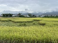 連日下雨台東水稻倒伏　專家籲排乾積水