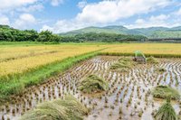 從稻田到酒香　新北金山農產加值闖出國際路