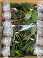 台灣首例花卉碳盤查　蝴蝶蘭種苗碳足跡出爐