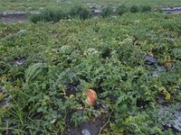 屏東豪雨農損292萬元　西瓜最嚴重提報現金救助