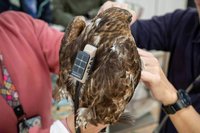 猛禽傷癒飛越3千公里北返　金管處衛星追蹤記錄