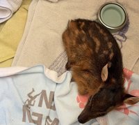 北市2區易現山羌　動保處：易受驚致死發現應通報