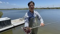 雲林文蛤洗三溫暖災損頻傳　縣府將啟動四方會勘