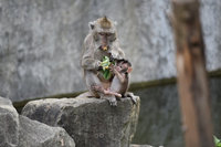 新竹動物園遭疑冷清　市府稱7月起陸續對外營運