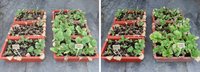 台中農改場推耐候微生物  提高抗逆境力最高5成