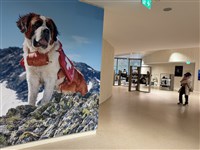 淡出雪地救援傳統任務  瑞士聖伯納犬職場轉型