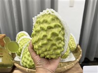 鳳梨釋迦掀討論　政院：持續輔導農民往穩定市場發展