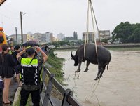竹北豆子埔溪2頭水牛困急流　1救起1引導高地待援