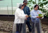雲林葉菜類災損逾7成   恐衝擊市場蔬菜供應