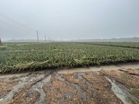 屏東農損逾1.3億 啟動全品項救助