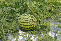 台南西瓜香瓜遭雨損　7/10前受理救助申請