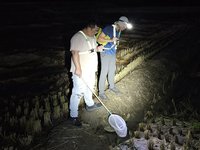外來種海蟾蜍移除有成　草屯花5年從3.5萬減至30隻