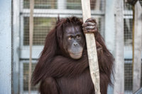 北市動物園紅毛猩猩剖腹產　罕見雙胞胎早產需照護