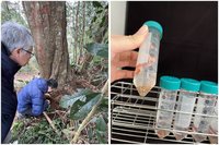 林試所發現相思樹根部優良菌株　助貧瘠地造林