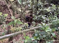 男嘉義深山打獵不慎墜谷  同行友人發現時已身亡
