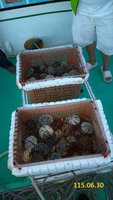 綠營提名參選人涉違法採海膽　澎湖縣黨部依規處理
