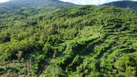 全台首例　緯創加強森林經營碳匯專案通過環境部審議