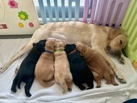 惠光導盲犬學校添5幼犬　招募寄養家庭協助訓練
