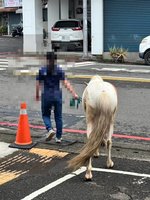 颱風天岡山駿馬獨自壓馬路　民眾牽到警局飼主領回