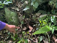 南投東埔部落攜手林保署　清除違規獵具守護動物