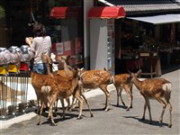 日本奈良鹿數量創新高　疑遊客過度餵食所致