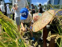 北市松菸食農園區插秧迎豐收 水泥叢林體驗割稻打穀