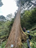 84.1公尺大安溪倚天劍　最快116年納生態保護區