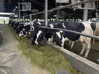 畜試所與農藥所研發乳牛營養補充錠　提升泌乳量