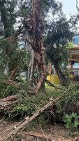北市校園樹木遭雷擊傾倒人行道  所幸無人受傷