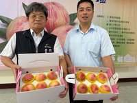 梨山水蜜桃上市　台中領鮮農產電商平台開賣