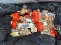 金門小三通旅客夾藏甲蟲闖關　安檢查驗攔阻出境