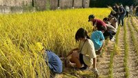 食農夏令營結合AI工具　從日常生活探究科學
