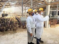 紅霞恐引發焚風　台電助畜牧場電力體檢