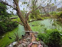 中市梧棲低窪地積水不退  區公所將邀權責單位會勘