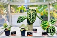 亞洲植物博覽會落幕　桃園8青創品牌6好農展成果
