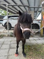 北市迷你馬3度逛大街  動保處罰飼主1.5萬