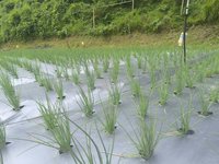 桃園農改場高山種青蔥  穩定夏季供需