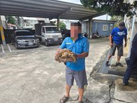 蘇卡達陸龜偷溜200公尺 台中警貼網助飼主找回