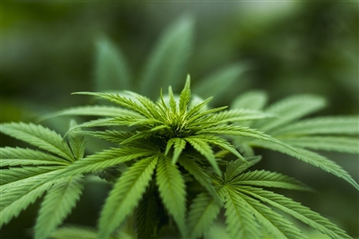 國外吸大麻返台驗出經警方通報　交部擬修法吊照