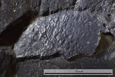 日本境內最古老恐龍蛋殼化石 距今約1億3千萬年