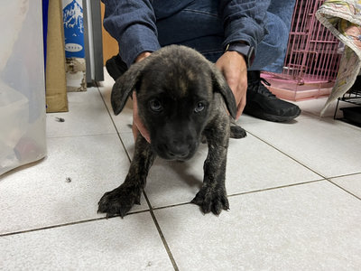 4幼犬疑遭丟入大排2隻失溫淹死 高雄動保處追查