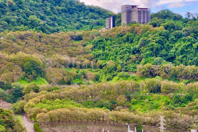 石門水庫3成樹葉變色  北水局預期耶誕前後最美