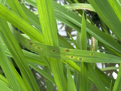 稻熱病苗栗山區蔓延 農業處籲加強防範