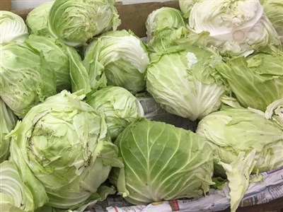 1月下旬寒流農損估111萬元 高麗菜達50.6萬元最慘重