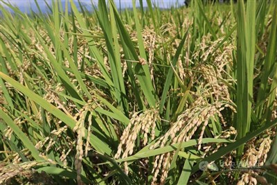 農業部推深度減碳、循環農業、增匯 助淨零排放