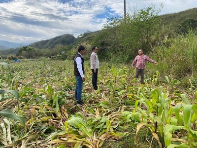 山豬毀田影響綠色環境給付 農民陳情盼政府正視