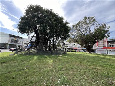 研究：土壤與枯枝等非生物能比樹封存更多CO2