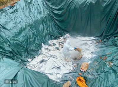 台中1養豬場疑非洲豬瘟撲殺掩埋 另7場移動管制