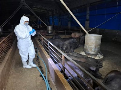 台中養豬場檢出非洲豬瘟 中市府:處理流程無延宕